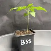 Blue Sunset Sherbert