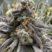 Frosty‘s Auto Freak