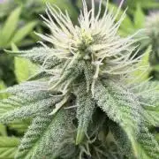 Laughing Buddha | 720W | SCROG
