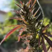 The Hobbit Hole Outdoor Grow 2026