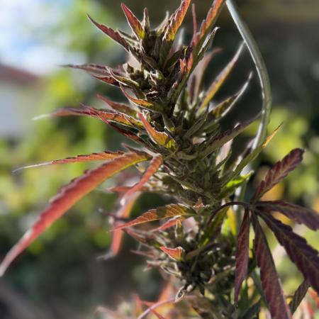 The Hobbit Hole Outdoor Grow 2026