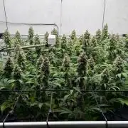 Laughing Buddha | 720W | SCROG
