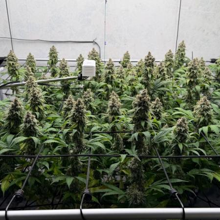 Laughing Buddha | 720W | SCROG