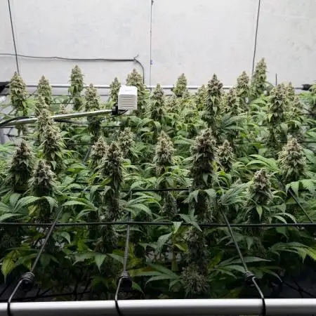 Laughing Buddha | 720W | SCROG