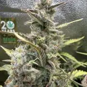 AUTO MALAWI X N.LIGHTS