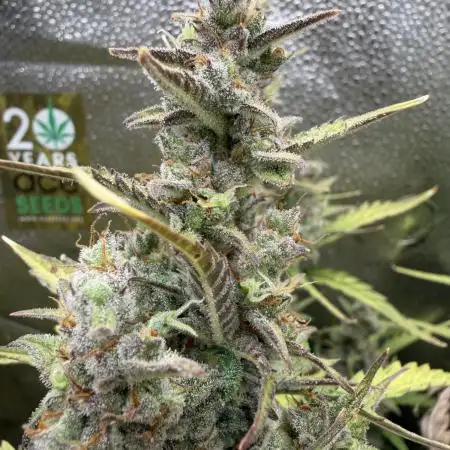 AUTO MALAWI X N.LIGHTS
