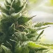 Franco’s Lemon Cheese Greenhouse seeds