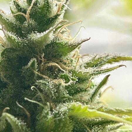 Franco’s Lemon Cheese Greenhouse seeds