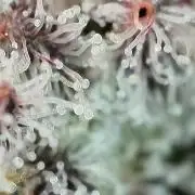 5 Autos 15L | Spider Farmer  SE3000
