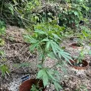 The Hobbit Hole Outdoor Grow 2026
