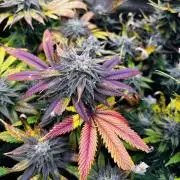 Clone to harvest - 4 Strain SoG indoor