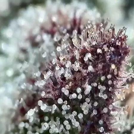 The Hobbit Hole Outdoor Grow 2026