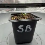 Super Bud