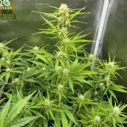 Zamaldelica Auto