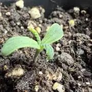 Super Bud