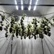 Franco’s Lemon Cheese