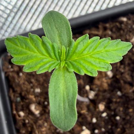 Killer A5 Haze scrog