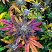 Clone to harvest - 4 Strain SoG indoor