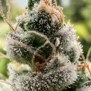 Laughing Buddha | 720W | SCROG