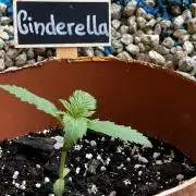 The Hobbit Hole Outdoor Grow 2026