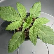 Hash Burger