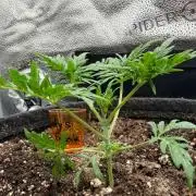 Frosty‘s Auto Freak