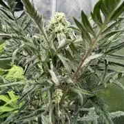 Frosty‘s Auto Freak