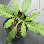 Maple Leaf Indica