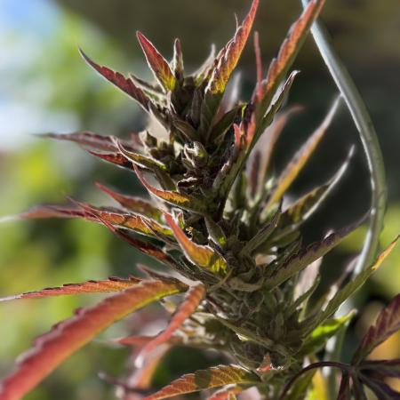 The Hobbit Hole Outdoor Grow 2026