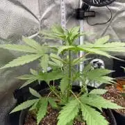 AUTO MALAWI X N.LIGHTS
