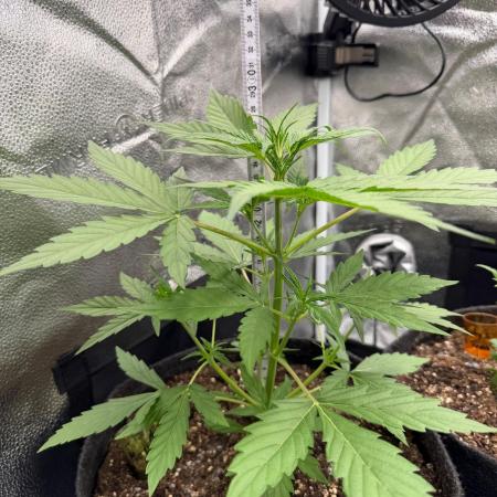 AUTO MALAWI X N.LIGHTS