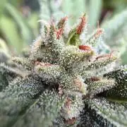The Hobbit Hole Outdoor Grow 2026