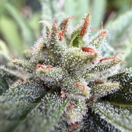 The Hobbit Hole Outdoor Grow 2026