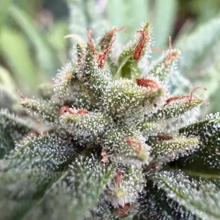 The Hobbit Hole Outdoor Grow 2026