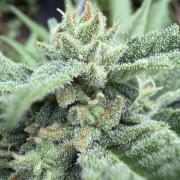 The Hobbit Hole Outdoor Grow 2026