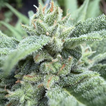 The Hobbit Hole Outdoor Grow 2026