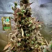 AUTO MALAWI X N.LIGHTS