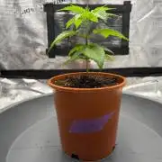 Insane OG