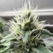 Laughing Buddha | 720W | SCROG