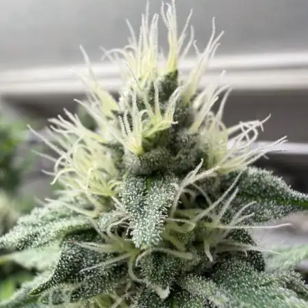 Laughing Buddha | 720W | SCROG