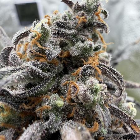 Frosty‘s Auto Freak
