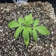 First time 51st B-day