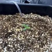 First time 51st B-day