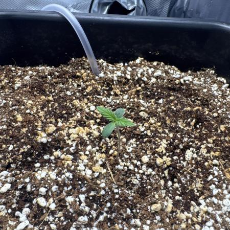 First time 51st B-day