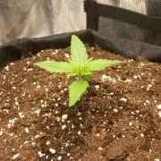 Auto Sweet Bourbon Kush 2026