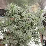 Auto SFV OG 2026