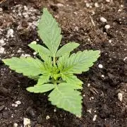 Auto SFV OG 2026