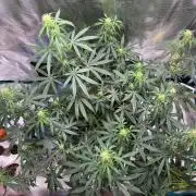 Auto SFV OG 2026