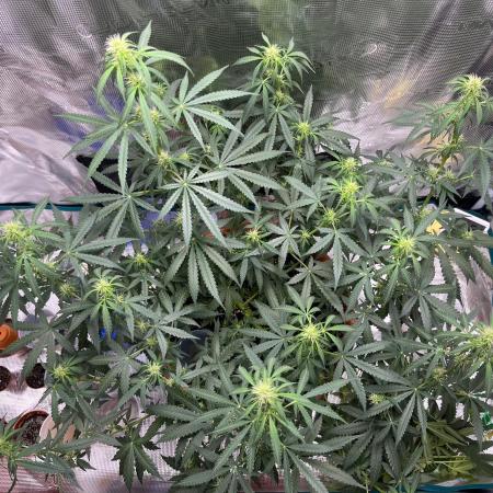 Auto SFV OG 2026