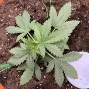 Auto SFV OG 2026